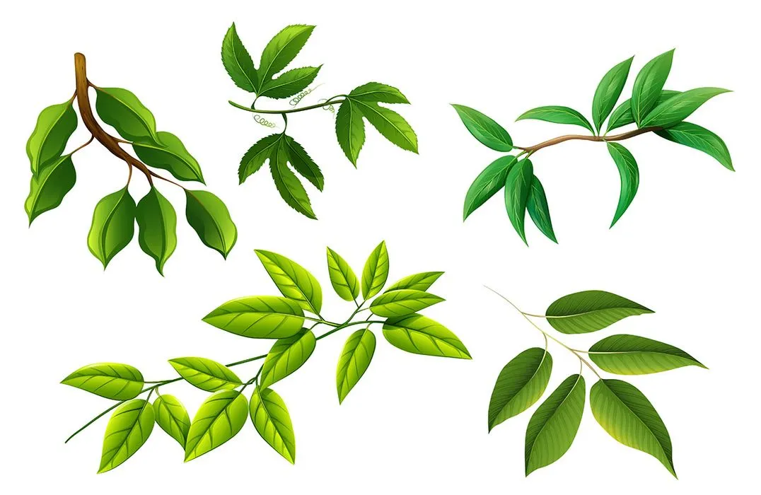 Cành Lá Xanh Tươi - Bộ Minh Họa Vector EPS Đa Dạng