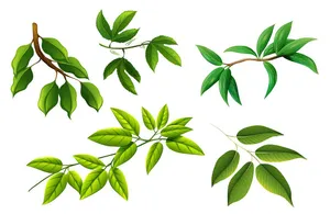 Cành Lá Xanh Tươi - Bộ Minh Họa Vector EPS Đa Dạng