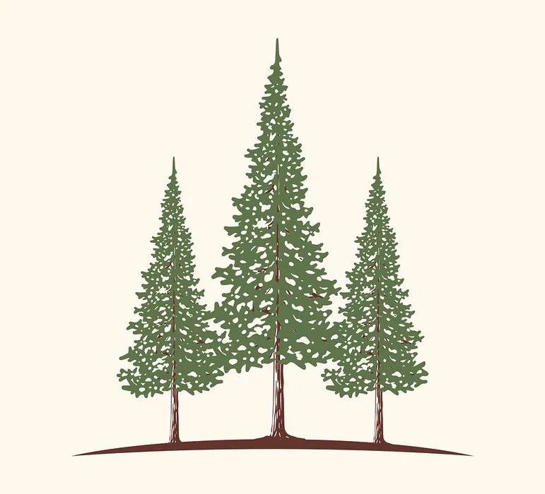 Hình ảnh cây thông file vector mẫu KS747