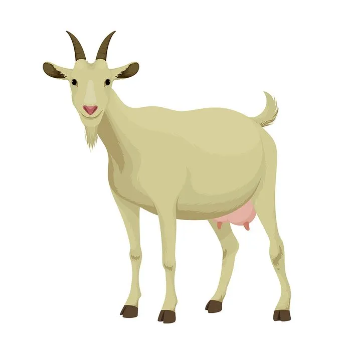 Hình ảnh minh họa chú dê file vector mẫu KS566
