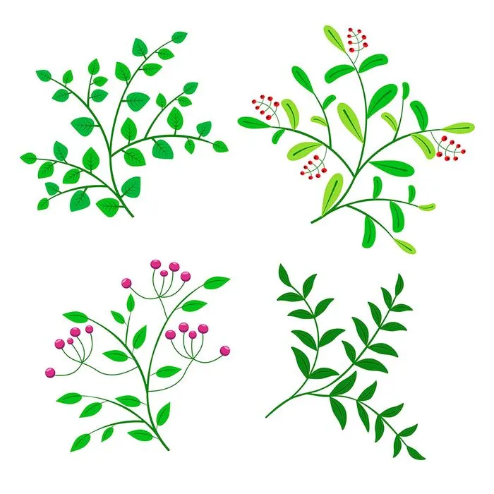 Cành Lá & Quả Mọng Minh Họa Vector - Đồ Họa Trang Trí Tự Nhiên