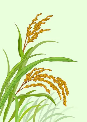 Hình ảnh bông lúa file vector mẫu KS900
