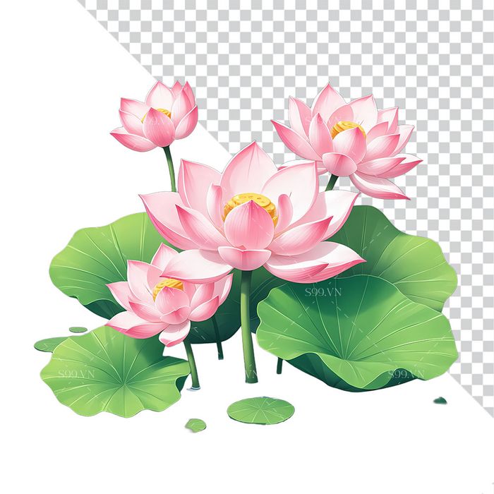 Hình ảnh hoa sen màu hồng file PNG mẫu CR1644