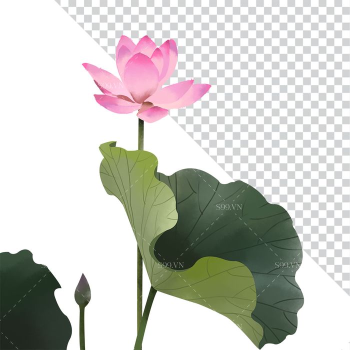 Hình ảnh hoa sen và lá file PNG mẫu CR1647