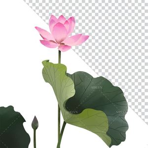 Hình ảnh hoa sen và lá file PNG mẫu CR1647