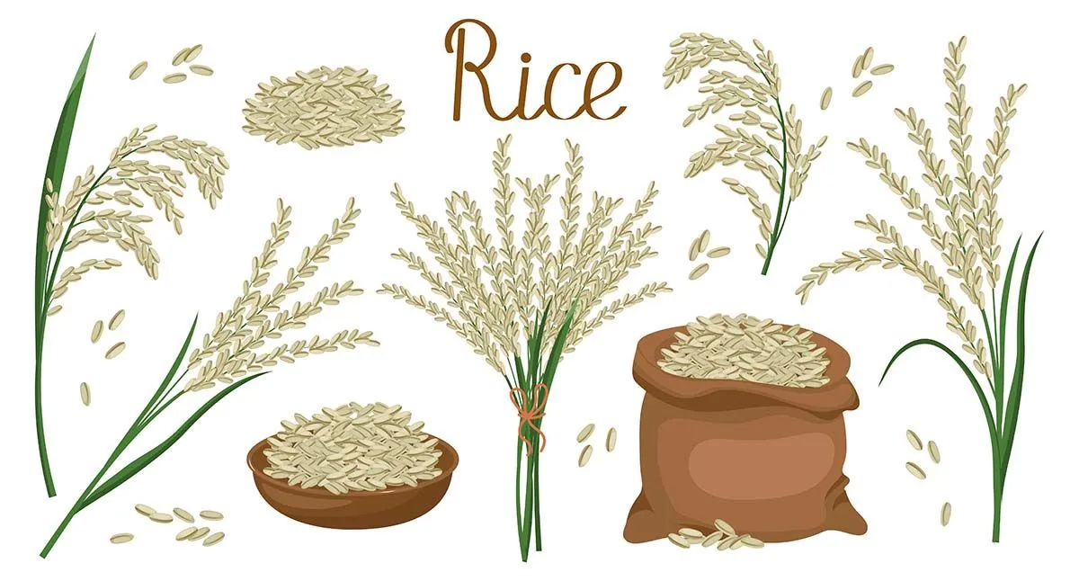 Hình ảnh bông lúa file vector mẫu KS909