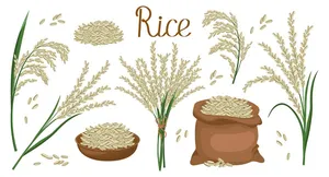 Hình ảnh bông lúa file vector mẫu KS909