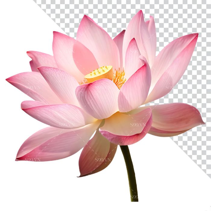 Hình ảnh bông hoa sen màu hồng file PNG mẫu CR1638