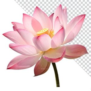 Hình ảnh bông hoa sen màu hồng file PNG mẫu CR1638