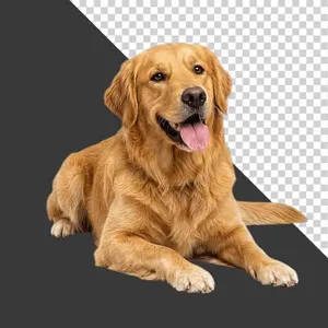 Chó Golden Retriever Cắt Nền PNG – Tài Nguyên Thiết Kế Đồ Họa