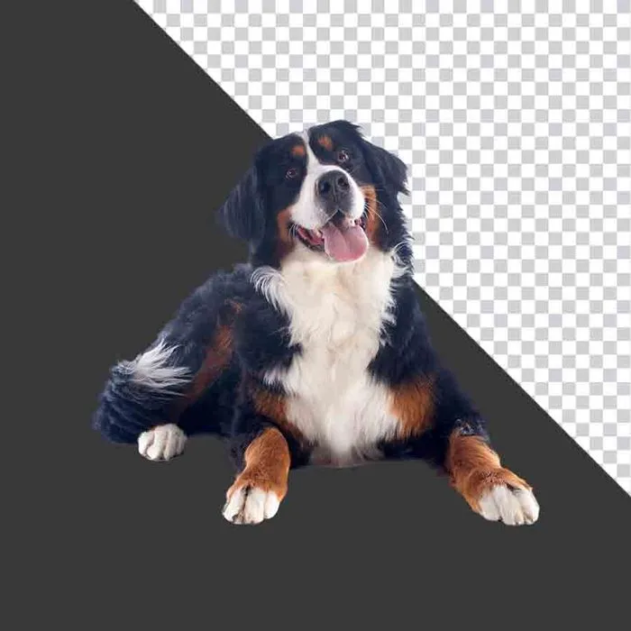 Chó Bernese Mountain PNG - Ảnh Chất Lượng Cao cho Thiết Kế Đồ Họa