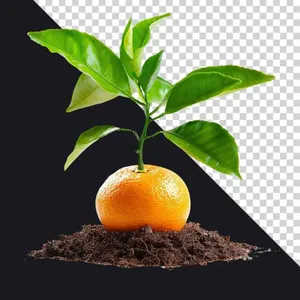 Cây cam mọc từ quả cam trên nền đất màu mỡ PNG