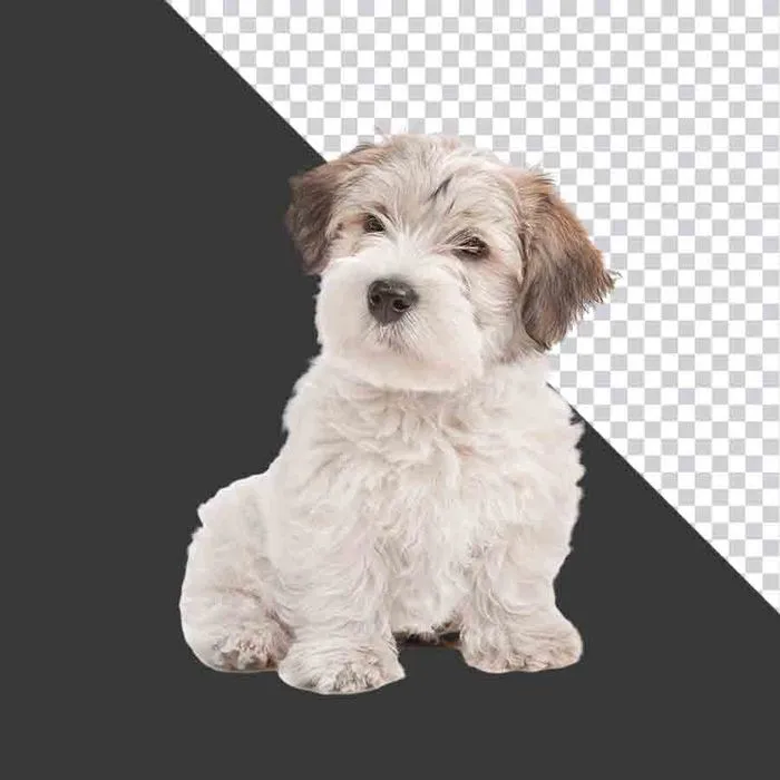 Cún Con Dễ Thương Nền Đen - Tải Xuống File PNG Chất Lượng Cao