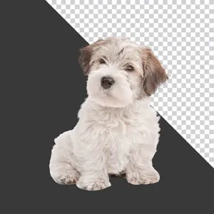Cún Con Dễ Thương Nền Đen - Tải Xuống File PNG Chất Lượng Cao