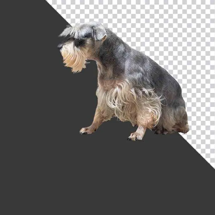 Chó Schnauzer Xám Vàng Cắt Nền PNG – Tải Xuống Miễn Phí