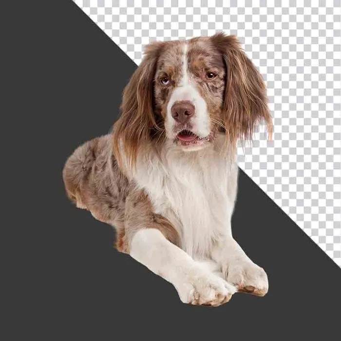 Chó Border Collie lai PNG chất lượng cao, nền trong suốt