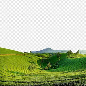 Đồi chè xanh thiên nhiên có núi đồi file JPG chất lượng cao