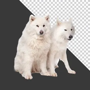 Chó Trắng Đôi PNG - Hình Ảnh Chó Alaskan Malamute Nền Đen
