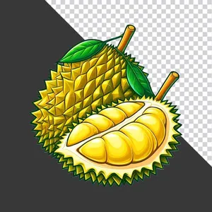 Sầu Riêng Minh Họa PNG - File Thiết Kế Đồ Họa Chất Lượng Cao