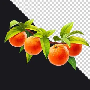 File PNG quả cam  chín mọng trên cành cây, cùng lá xanh