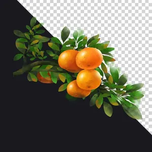 Quả cam chín mọng  trên cành lá tươi tốt File PNG