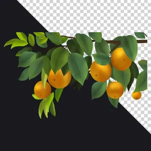 Cam trên cành File PNG cùng lá xanh mướt tự nhiên