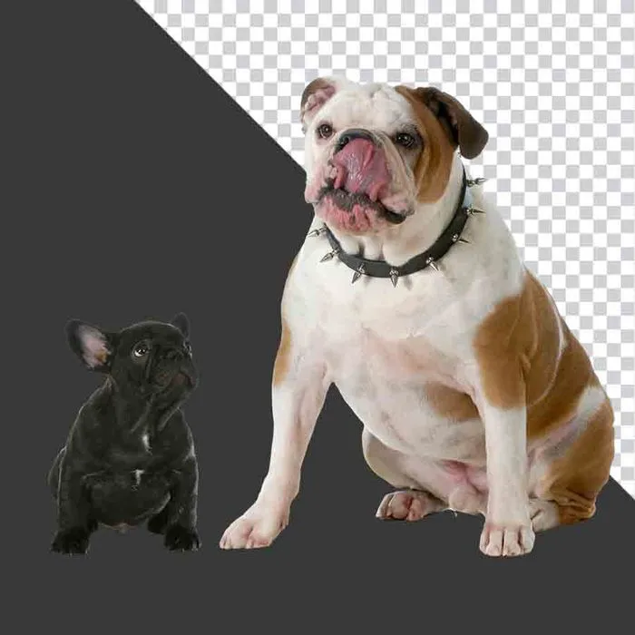 Chó Bulldog Lớn và Nhỏ Đáng Yêu - File PNG Chất Lượng Cao