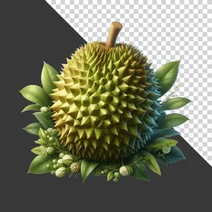  Trái Sầu Riêng Tươi PNG Chất Lượng Cao - Thiết Kế Đồ Họa Độc Đáo