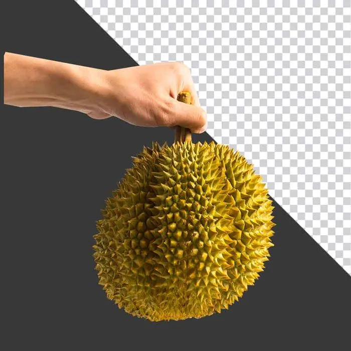 Quả Sầu Riêng Tươi Cầm Tay - PNG Chất Lượng Cao cho Thiết Kế Đồ Họa