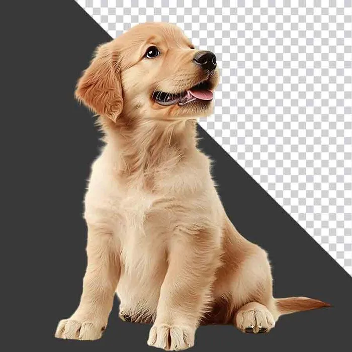 Chó Con Golden Retriever PNG - Hình Ảnh Chất Lượng Cao Cho Thiết Kế