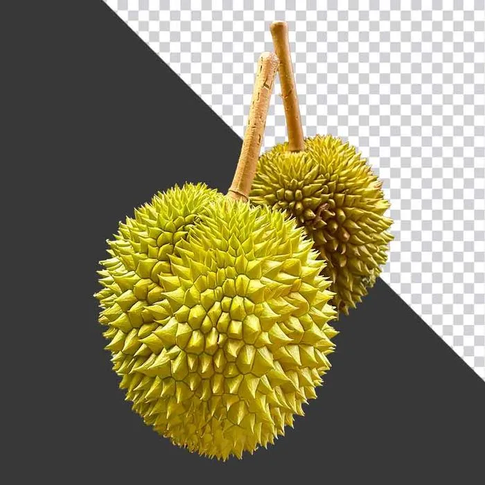 Trái Sầu Riêng PNG Chất Lượng Cao - Tách Nền Sẵn Sàng cho Thiết Kế