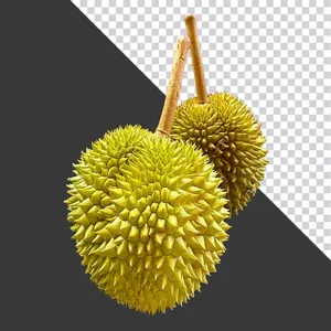 Trái Sầu Riêng PNG Chất Lượng Cao - Tách Nền Sẵn Sàng cho Thiết Kế