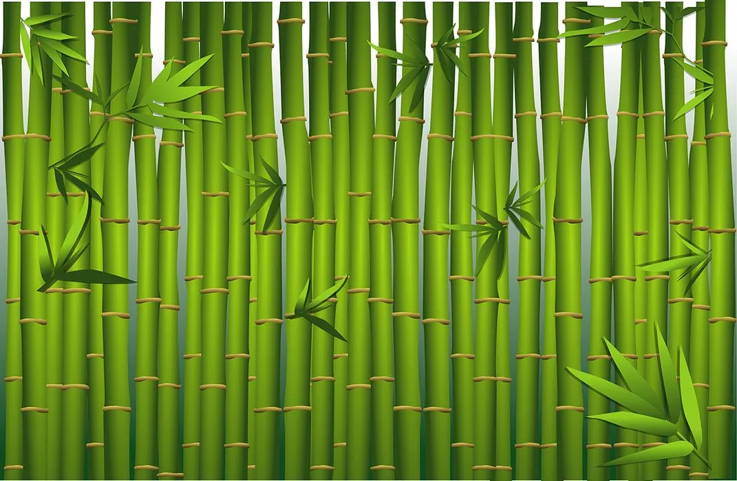 Mẫu backgroud khung cây trúc màu xanh vẽ tay file AI 117