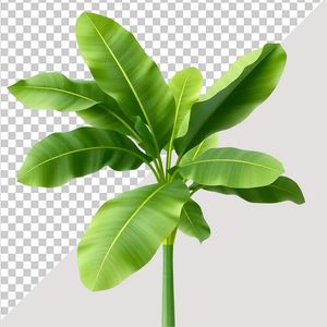 Ảnh cây xanh vector file PNG chất lượng cao - S011