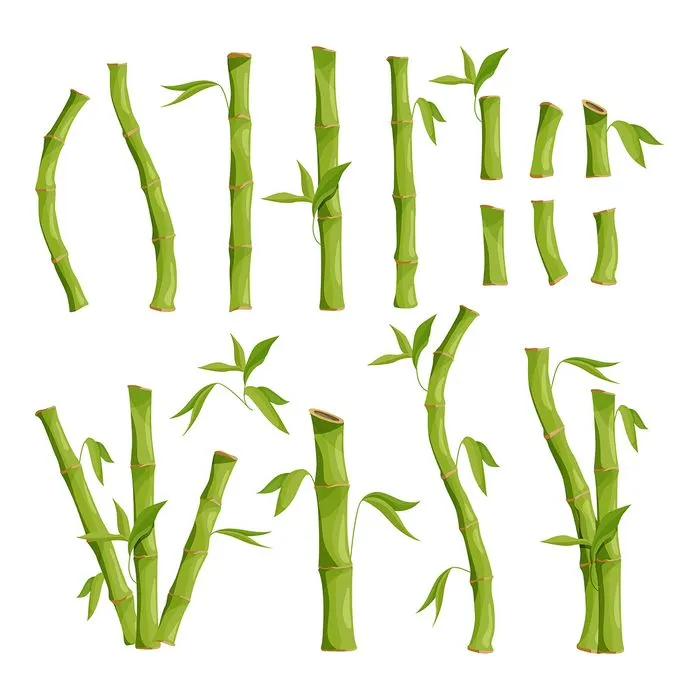 Ảnh minh hoa cậy trúc, cây tre vẽ tay màu xanh vector File AI 159