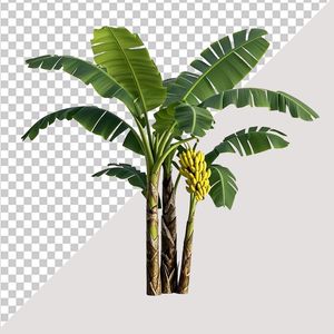 Ảnh cây chuối vector file PNG chất lượng cao - S001