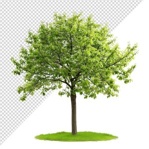 Ảnh cây xanh cổ thụ vector file PNG chất lương cao - S073