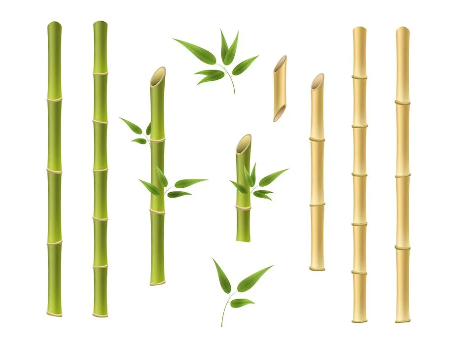 Ảnh minh hoa cậy trúc, cây tre vẽ tay màu nước vector File AI 198