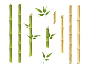 Ảnh minh hoa cậy trúc, cây tre vẽ tay màu nước vector File AI 198