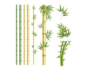 Ảnh minh hoa cây trúc, cây tre vẽ tay vector File AI 230