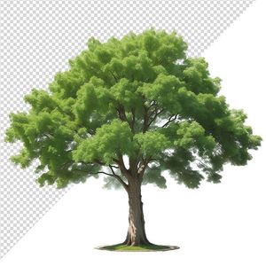 Ảnh cây xanh cổ thụ vector file PNG chất lương cao - S069