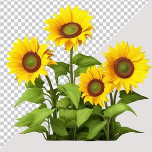 Ảnh cây hoa hướng dương vector file PNG chất lượng cao - S007