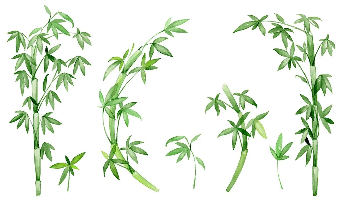 Ảnh minh hoa cây trúc, cây tre vẽ tay màu nước vector File AI 201