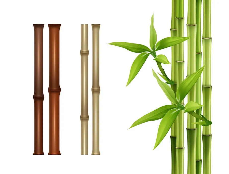 Mẫu ảnh mình họa cây tre vẽ tay vector file AI 038