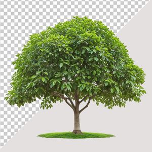Ảnh cây xanh vector file PNG chất lượng cao - S015