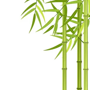 Ảnh minh hoa cậy trúc, cây tre vẽ tay màu xanh vector File AI 176