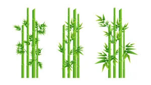 Ảnh minh hoa cây trúc, cây tre vẽ tay màu nước vector File AI 207