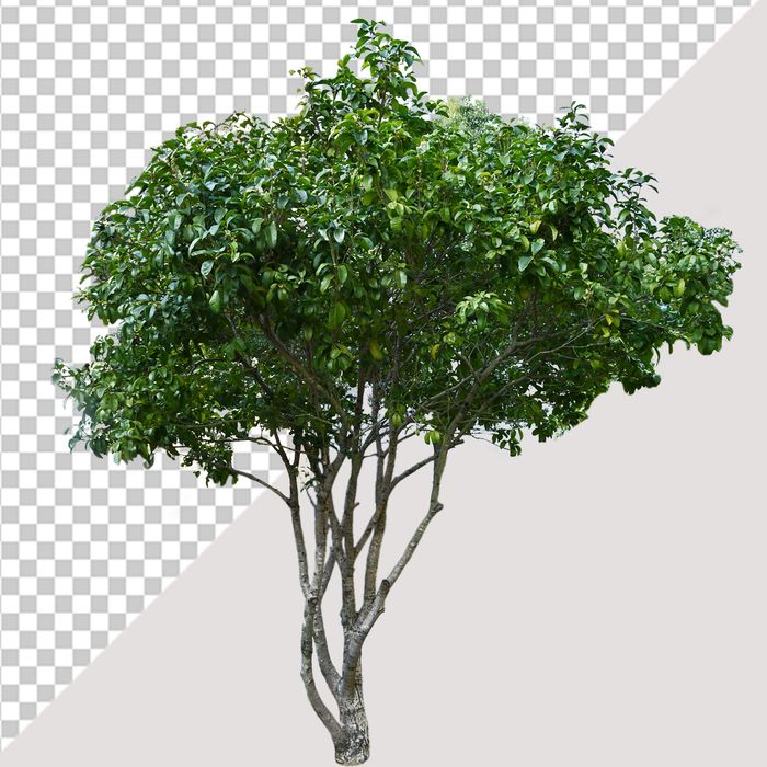 Ảnh cây xanh vector file PNG chất lượng cao - S006