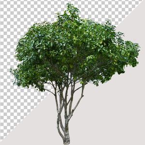 Ảnh cây xanh vector file PNG chất lượng cao - S006