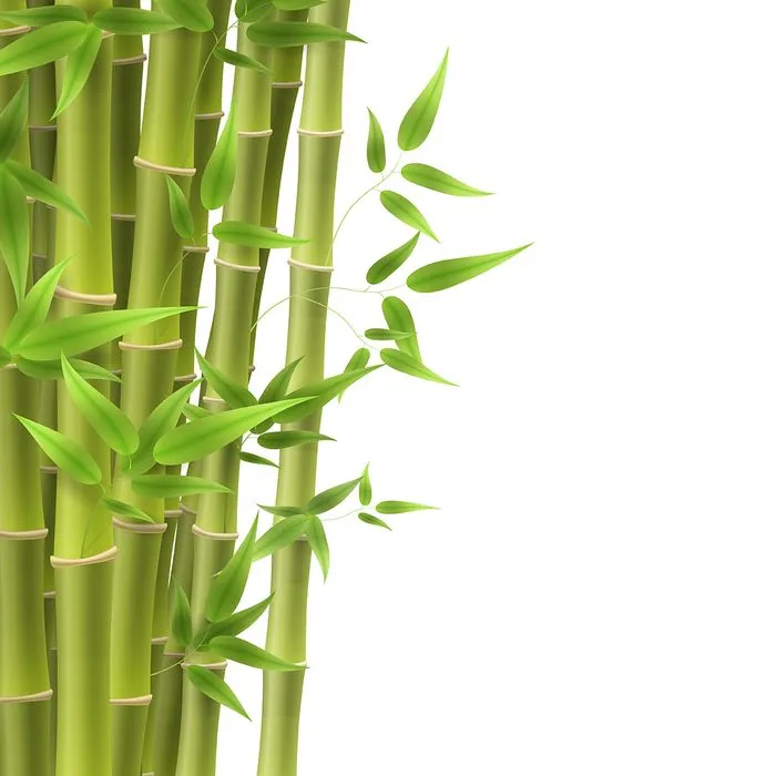 Mẫu backgroud cây trúc màu xanh nền trắng file AI 127